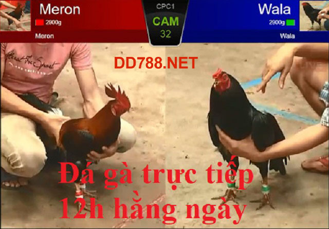 Đá gà tại DD7 diễn ra mỗi ngày